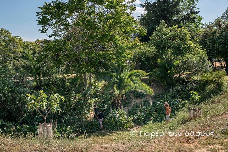 Για τα αδέρφια μας, τα δέντρα…