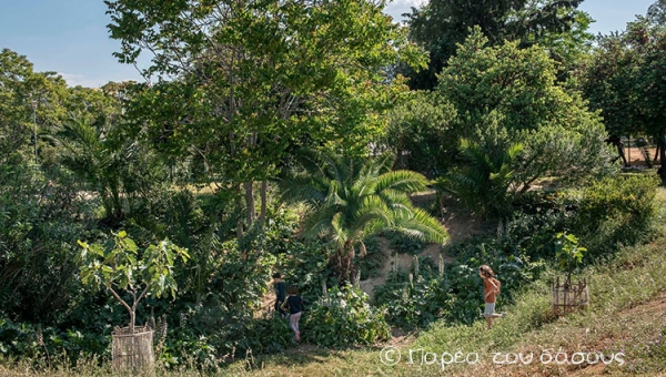 Για τα αδέρφια μας, τα δέντρα…