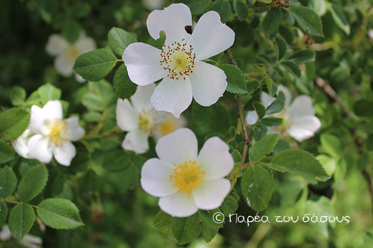 Κύκλος Γονέων: ένας νέος κύκλος ξεκινά! 