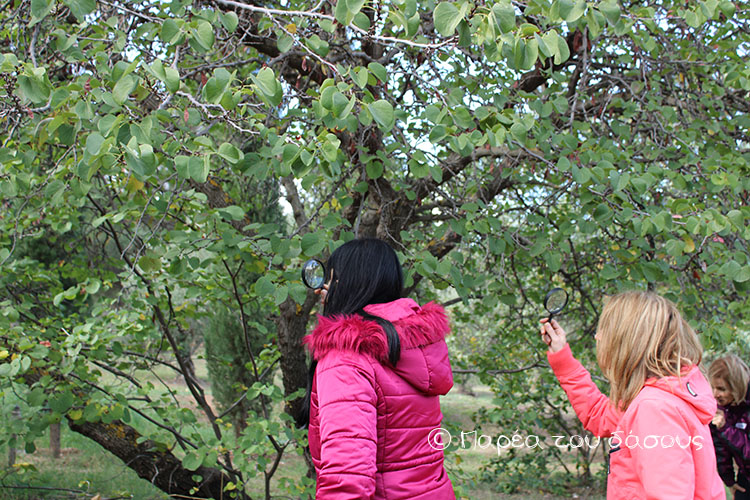 Αστική βιοποικιλότητα: βιωματικό εργαστήριο για εκπαιδευτικούς, σε συνεργασία με τις Διευθύνσεις Περιβαλλοντικής Εκπαίδευσης Α και Γ Αθήνας